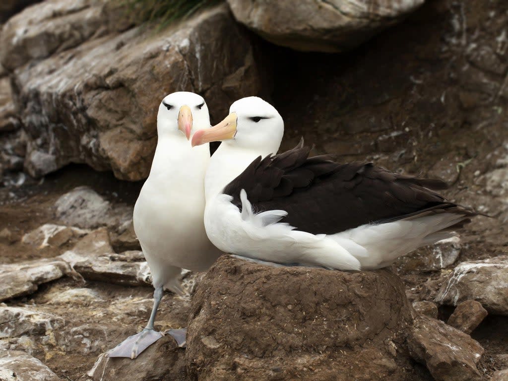 The familiarity and coordination which black-browed albatrosses gain from forming a monogamous bond is often essential for successfully raising healthy offspring (Getty Images)