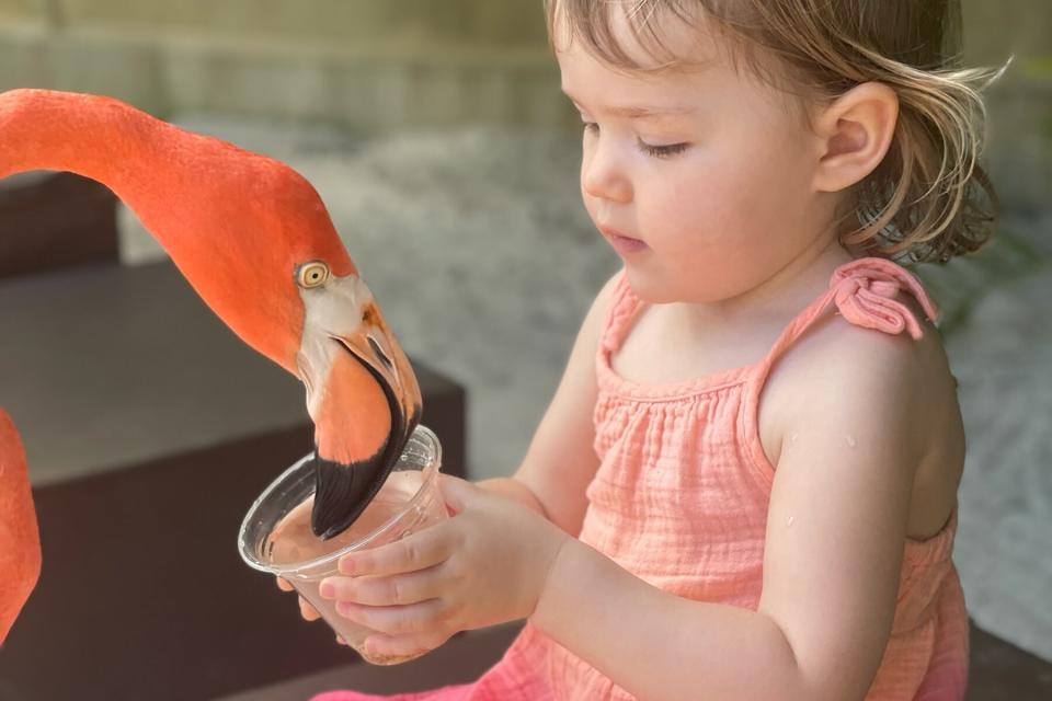 A little girl giving a flamingo water at a coral nursery in the Bahamas