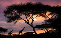 If youve always dreamed of capturing a photo of the unmistakable silhouette of a giraffes illuminated by the sun, head to Tanzania. This African nation has worked to protect its wildlife populations and is now home to rhinos, cheetahs, lions, elephants, zebras, and those photogenic giraffes that roam the Serengeti Plain. Take a safari at sunset to watch as waves of heat and the slow descent of the sun turn the landscape gold. If youre lucky, a giraffe will pause by a baobab tree at just the right moment.