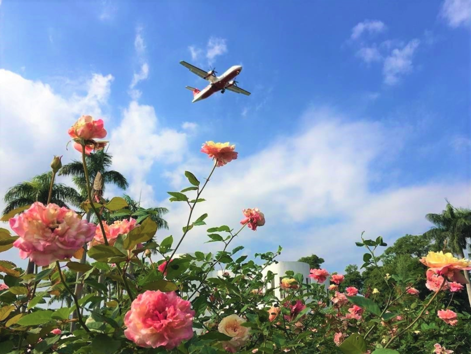 台北景點 賞花 玫瑰花展 花博公園