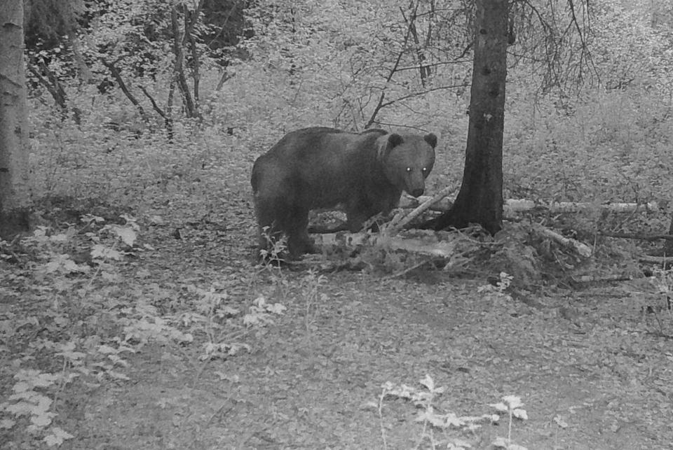 Grizzly bear trail cam photo