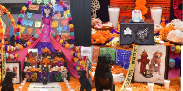 Realizan altar de Día de Muertos para conmemorar a perrito policía y lomito bombero en Tijuana
