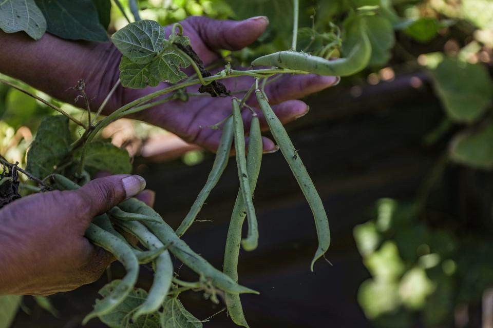 Sandra "Garden Diva" Sanders, 66, of Detroit, picks green beans she grew in the community garden at Avalon Village in Highland Park, Mich. on Thursday, Aug. 31, 2023. The community garden sits in an empty lot and is at risk. Premier Michigan Properties LLC with a mailing address of La Jolla, Calif., owns the vacant home next to the garden and wants to buy the lot. So does Avalon Village. Now, neighbors are fiercely pushing back against the company.