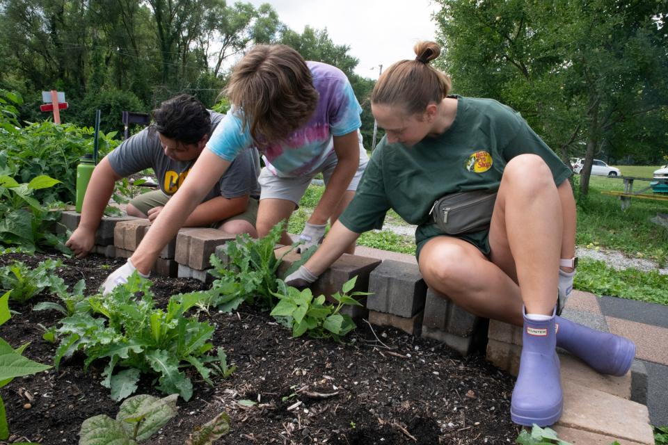 Mason Naval, 19, Christian Bump, 21, and Joslynn Funnell, 21 weed one of the many plant beds at Unity Gardens in South Bend on Monday, Aug. 7, 2023.