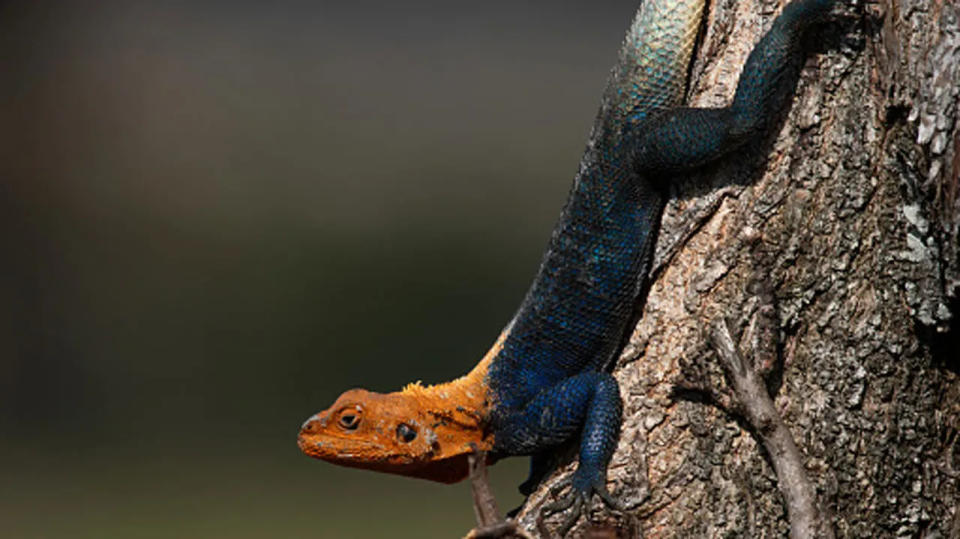 An African redhead agama