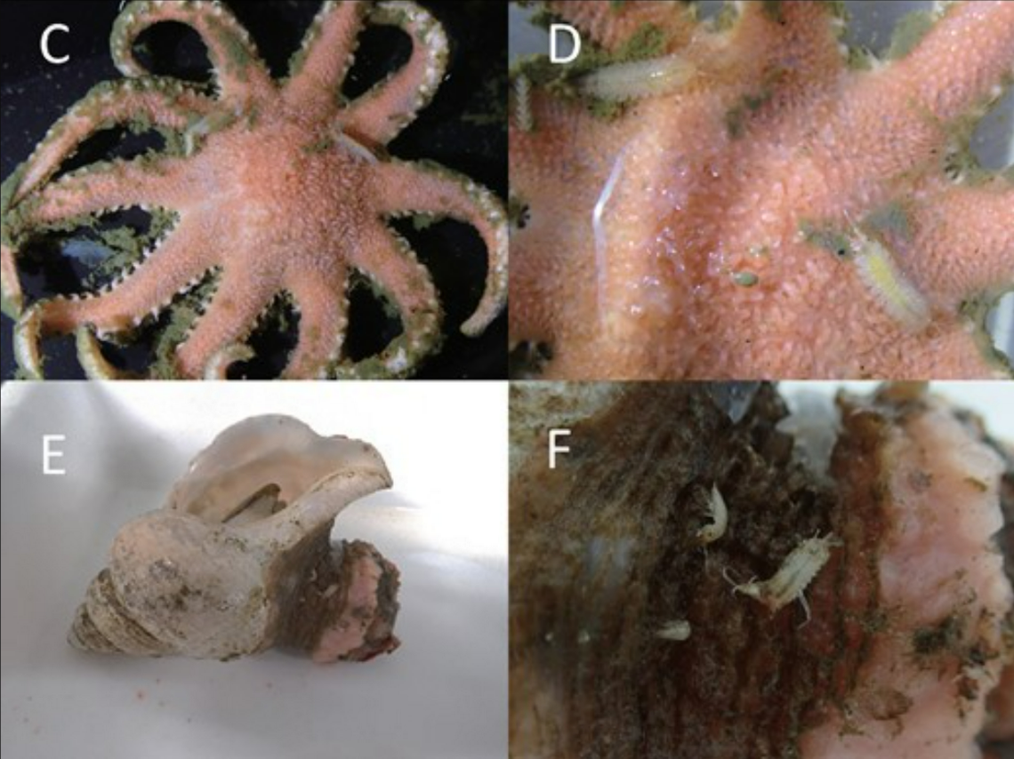 Janiralata plana found on a starfish (top) and a snail. (bottom)