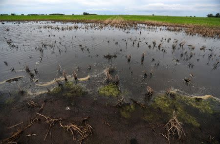 A soy field that was affected by recent floods is seen near Norberto de la Riestra, Argentina, January 8, 2019. Picture taken January 8, 2019. REUTERS/Marcos Brindicci