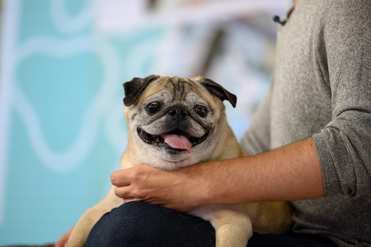 Noodle the Pug, who rose to stardom on social media, has died at age 14. (Photo: Nathan Congleton/NBC/NBCU Photo Bank via Getty Images)