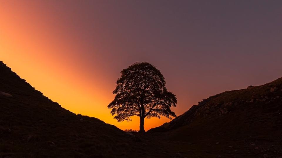 The tree at sunrise