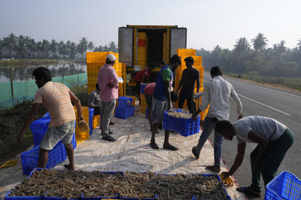 Workers sort shrimp before loading them onto a Kingwhite Wellcome Fisheries-branded truck on a highway in Amalapuram, Andhra Pradesh, India, Tuesday, Feb. 13, 2024. (AP Photo/Mahesh Kumar A.)
