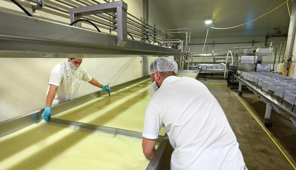 Jorge Godinez, left, and Leo Casas, right, separate the curds and whey at the start of the cheese making process at Fiscalini Farmstead in Modesto, Calif., Wednesday, April 10, 2024.