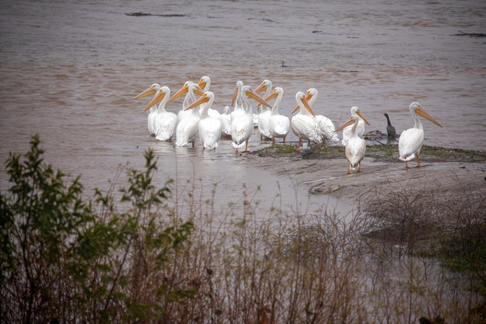 Migrating white pelicans huddle by rain-swollen Los Angeles River in Sepulveda Basin on Thursday, Jan. 5, 2023 in Encino, CA.