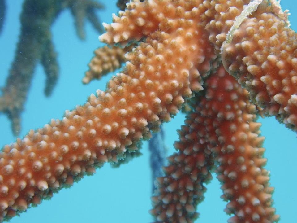 A piece of Mote grown staghorn coral hangs on a tree at one of its in-water nurseries after being evacuated from this summer’s heat event to recover in Sarasota.