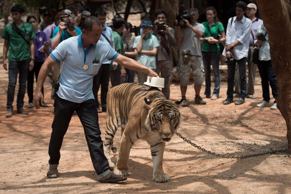 A wildlife official scans the microchip implanted in a tiger in 2015 (AFP/Getty images)