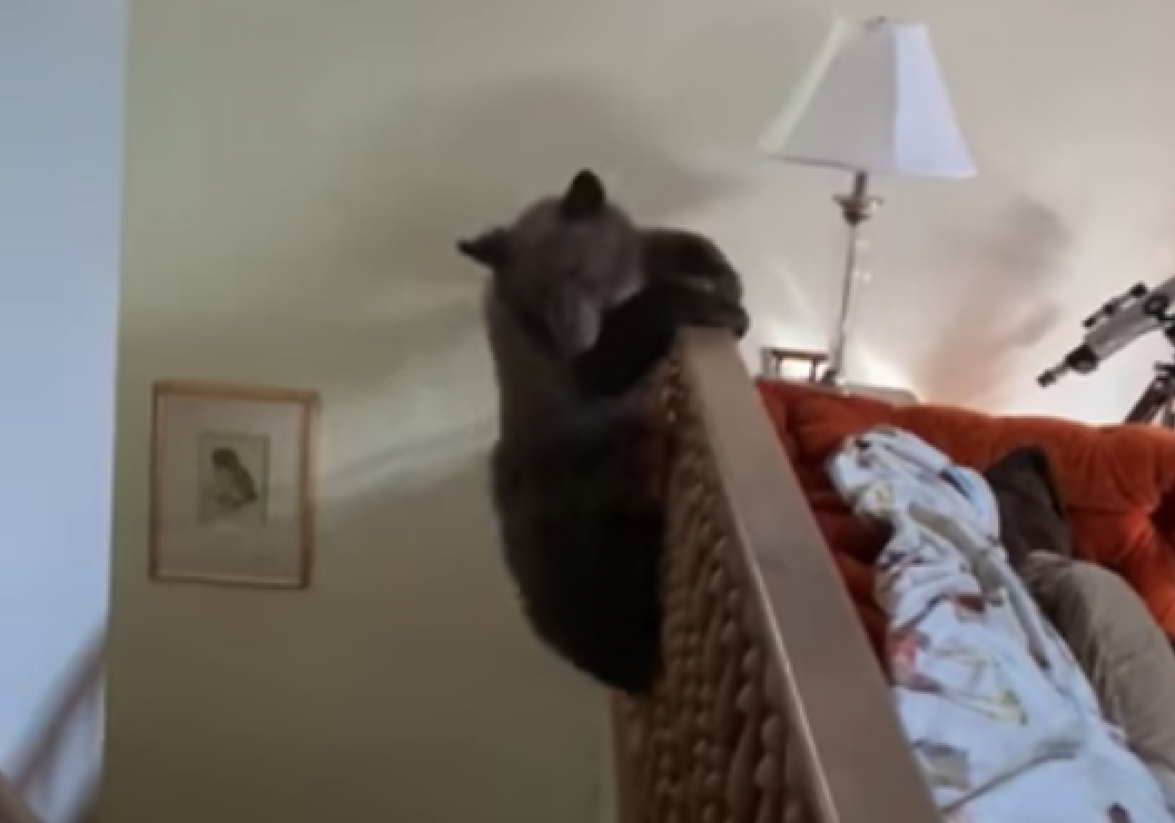 Bear cub parkours down the side of staircase in Lake Tahoe home