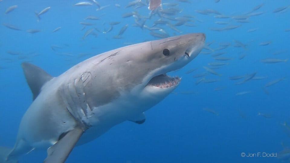 A young white shark swims in the Atlantic.