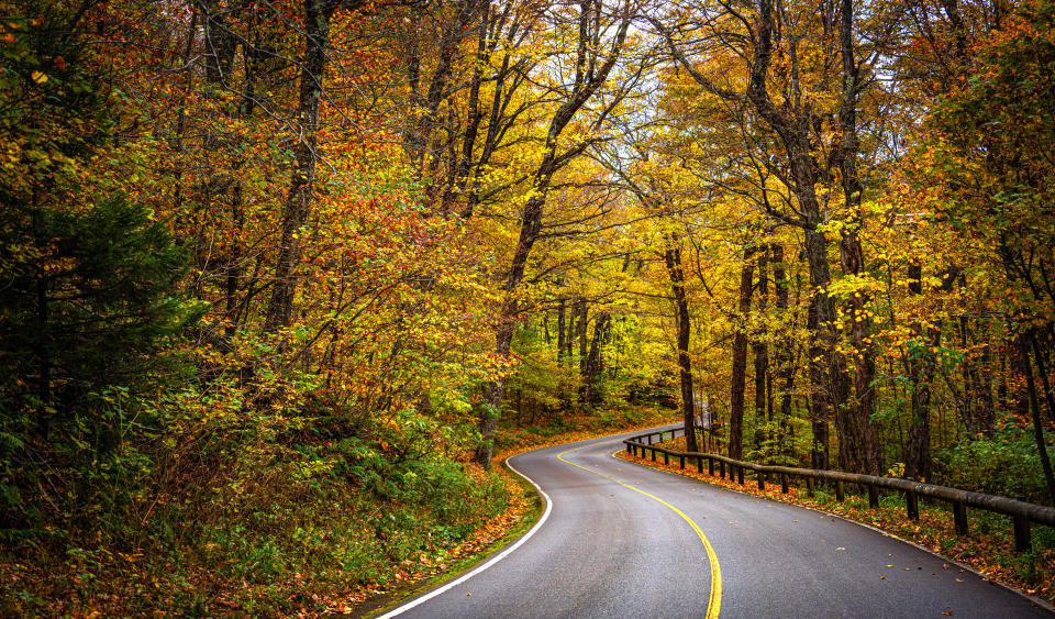 A winding paved road with Autumn colors, yellow and orange Fall foliage on the trees on a clear day.