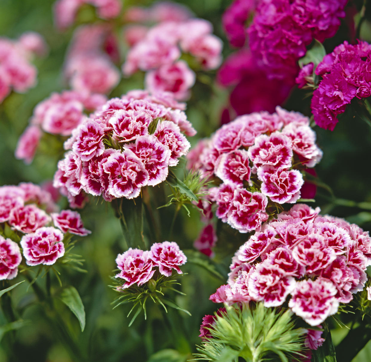 Three middle school boys handed out pink carnations to female students. (Photo: Stanzel/Ullstein Bild via Getty Images)