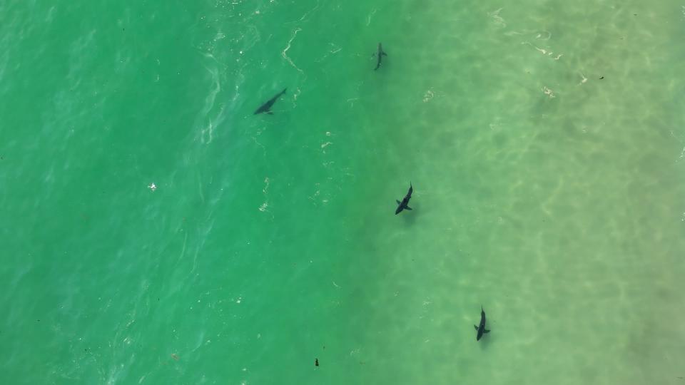 Arial photo of juvenile white sharks swimming off the coast of southern California.