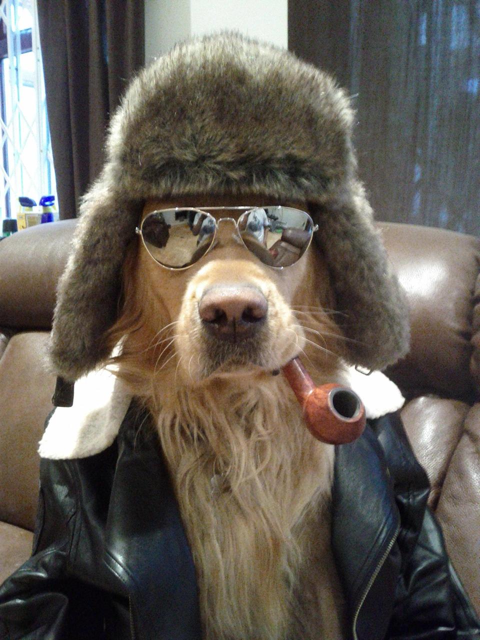 Coolest Dog Ever