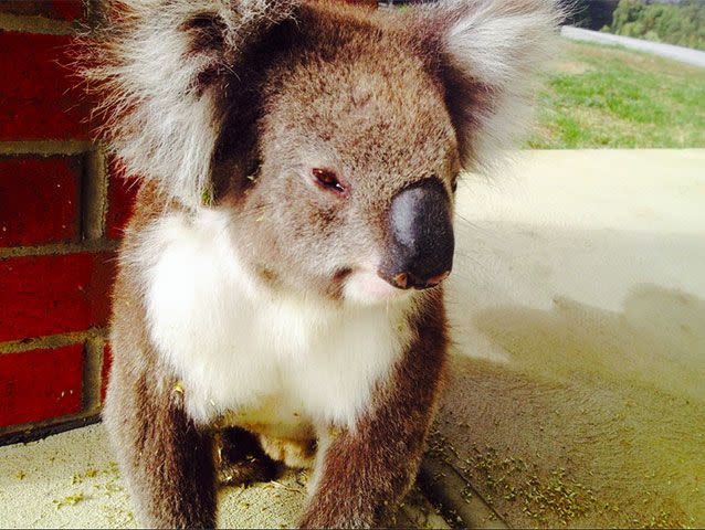 The native animal enjoyed some gum leaves after its grooming. Pictures: Bruce Atkinson/Otway Community News Facebook