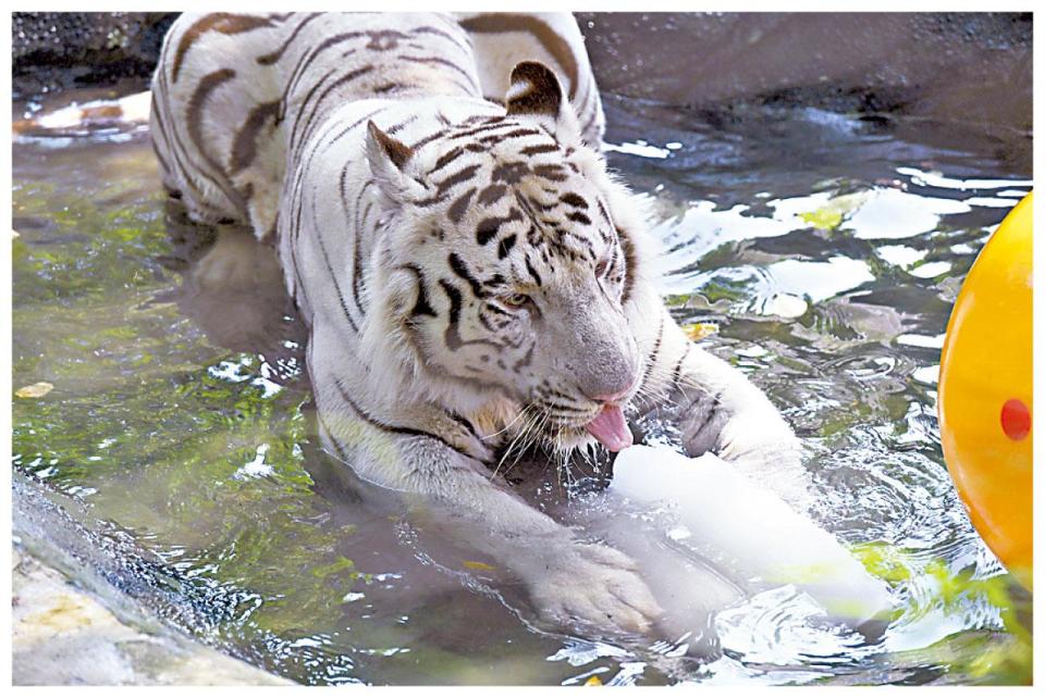 重慶動物園 老虎