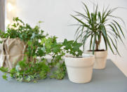 <body> <p>Protect vulnerable <a rel="nofollow noopener" href=" http://www.bobvila.com/slideshow/the-best-plants-for-every-room-of-the-house-49559?bv=yahoo" target="_blank" data-ylk="slk:houseplants;elm:context_link;itc:0;sec:content-canvas" class="link ">houseplants</a> from soft-bodied insects with a homemade insecticidal soap. Simply add a tablespoon of liquid dish soap with a quart of water and put it in a clean spray bottle. Shake it thoroughly before each use and banish bugs for good.</p> <p><strong>Related: <a rel="nofollow noopener" href=" http://www.bobvila.com/slideshow/10-crazy-new-ways-to-bring-the-garden-indoors-49690?bv=yahoo" target="_blank" data-ylk="slk:10 Crazy New Ways to Bring the Garden Indoors;elm:context_link;itc:0;sec:content-canvas" class="link ">10 Crazy New Ways to Bring the Garden Indoors</a> </strong> </p> </body>