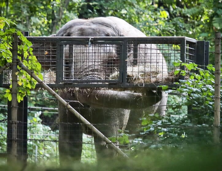 FILE - In this Oct. 2, 2018 file photo, Bronx Zoo elephant "Happy" feeds inside the zoo's Asia habitat in New York. On Tuesday, Feb. 18, 2020, animal rights advocates have lost a bid seeking to get Happy declared to have human-like rights and transferred to a sanctuary, though a judge said the case for sending the pachyderm to a sanctuary was "extremely persuasive." Judge Allison Tuitt dismissed the Nonhuman Rights Project's petition arguing that Happy the elephant is "unlawfully imprisoned" at the zoo where she has lived since 1977. (AP Photo/Bebeto Matthews, File)