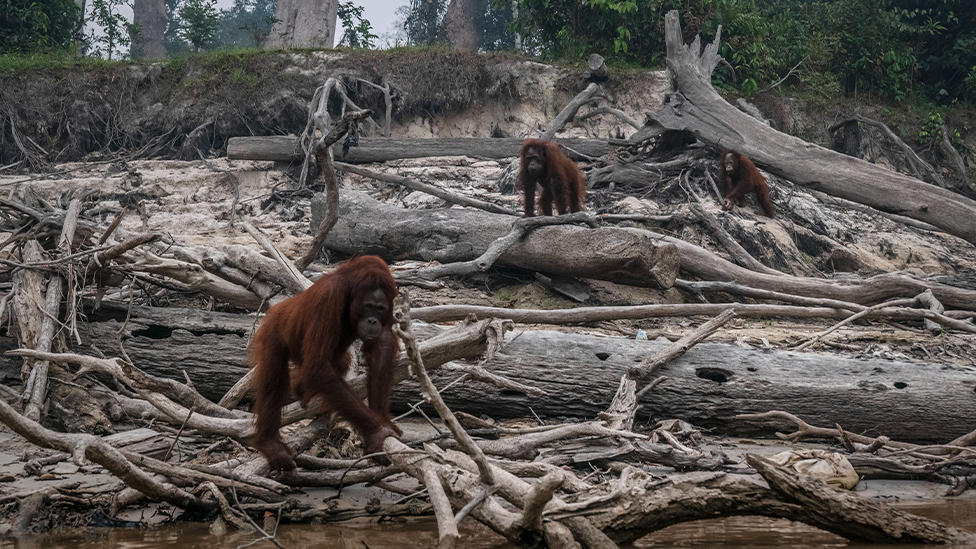 A group of orangutans in denuded forest and smoke from fires rises in the background.