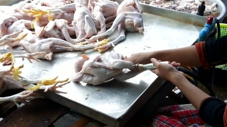 Chicken being plumped by hand