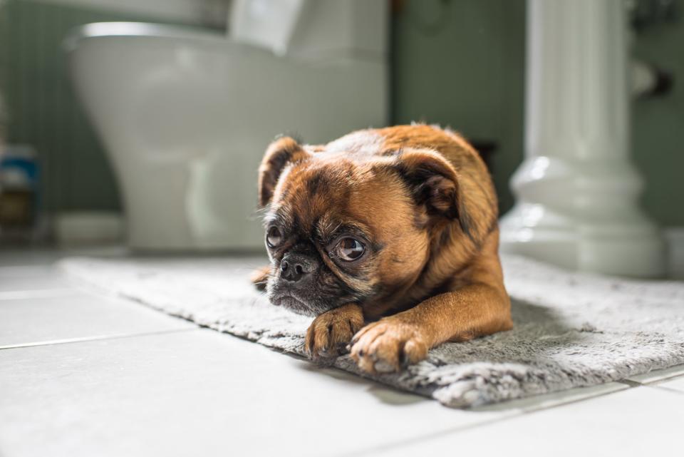 Brussels Griffon