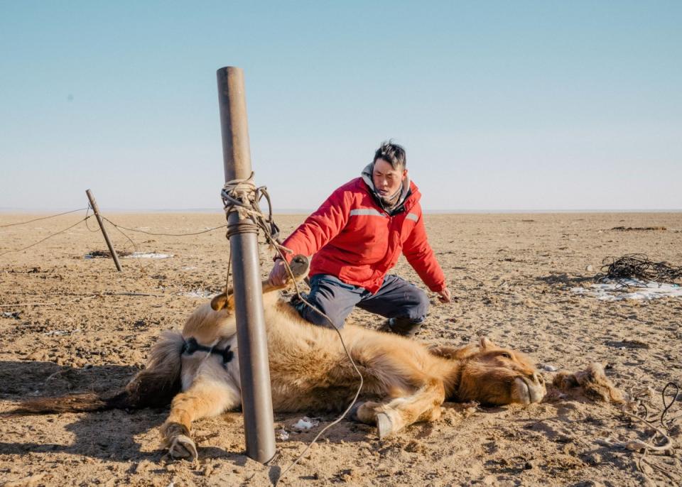 A herder catches a horse to be sold by the family of Munksuuri Dambadarjaa, whose traditional grazing lands are some of the closest to Zuuvch-Ovoo.<span class="copyright">Nanna Heitmann—Magnum Photos for TIME</span>