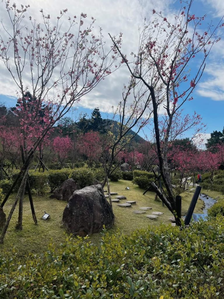 陽明山花季。（中華旅行社提供）