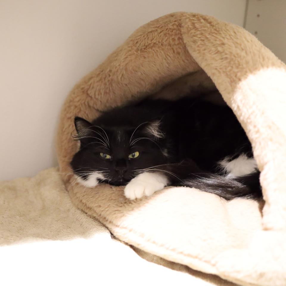 A tuxedo cat sleeps in a cat bed.