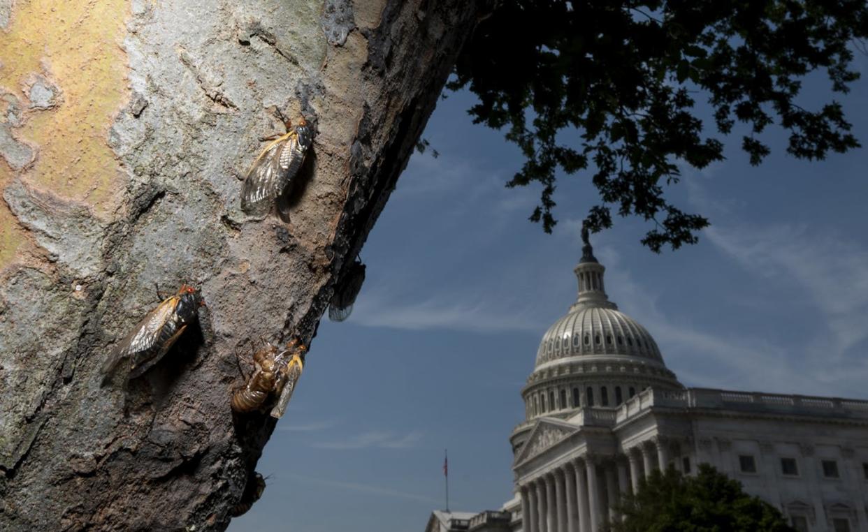 Cicadas climb up a tree at the U.S. Capitol in Washington, D.C., during the Brood X emergence in 2021. <a href="https://www.gettyimages.com/detail/news-photo/cicadas-climb-up-the-side-of-a-tree-at-the-u-s-capitol-in-news-photo/1233003908" rel="nofollow noopener" target="_blank" data-ylk="slk:Bill Clark/CQ-Roll Call, Inc via Getty Images;elm:context_link;itc:0;sec:content-canvas" class="link ">Bill Clark/CQ-Roll Call, Inc via Getty Images</a>