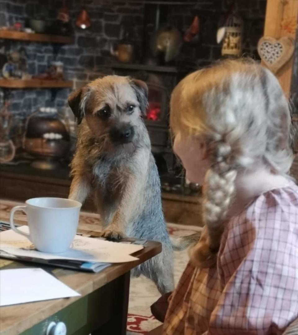 Dog looking inquisitively at girl