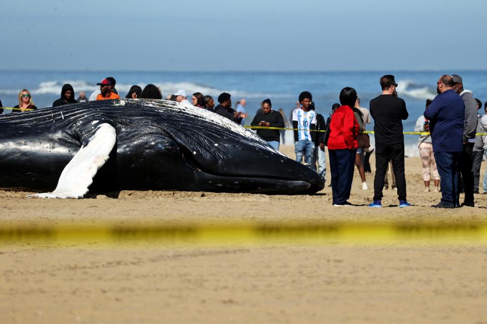 Members of the Virginia Aquarium Stranding Response team exam the body of a dead juvenile humpback whale. The whale was pulled ashore from the surf near 25th Street at the Virginia Beach Oceanfront in Virginia Beach, VA.