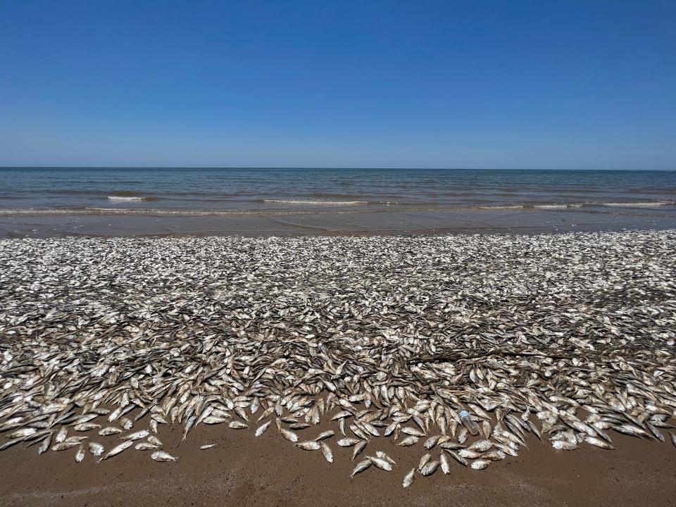 Thousands of dead fish washed up on beaches along the Texas Gulf Coast, including Quintana Beach County Park.