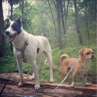 Massachusetts: Estabrook Woods / Punkatasset Conservation Land