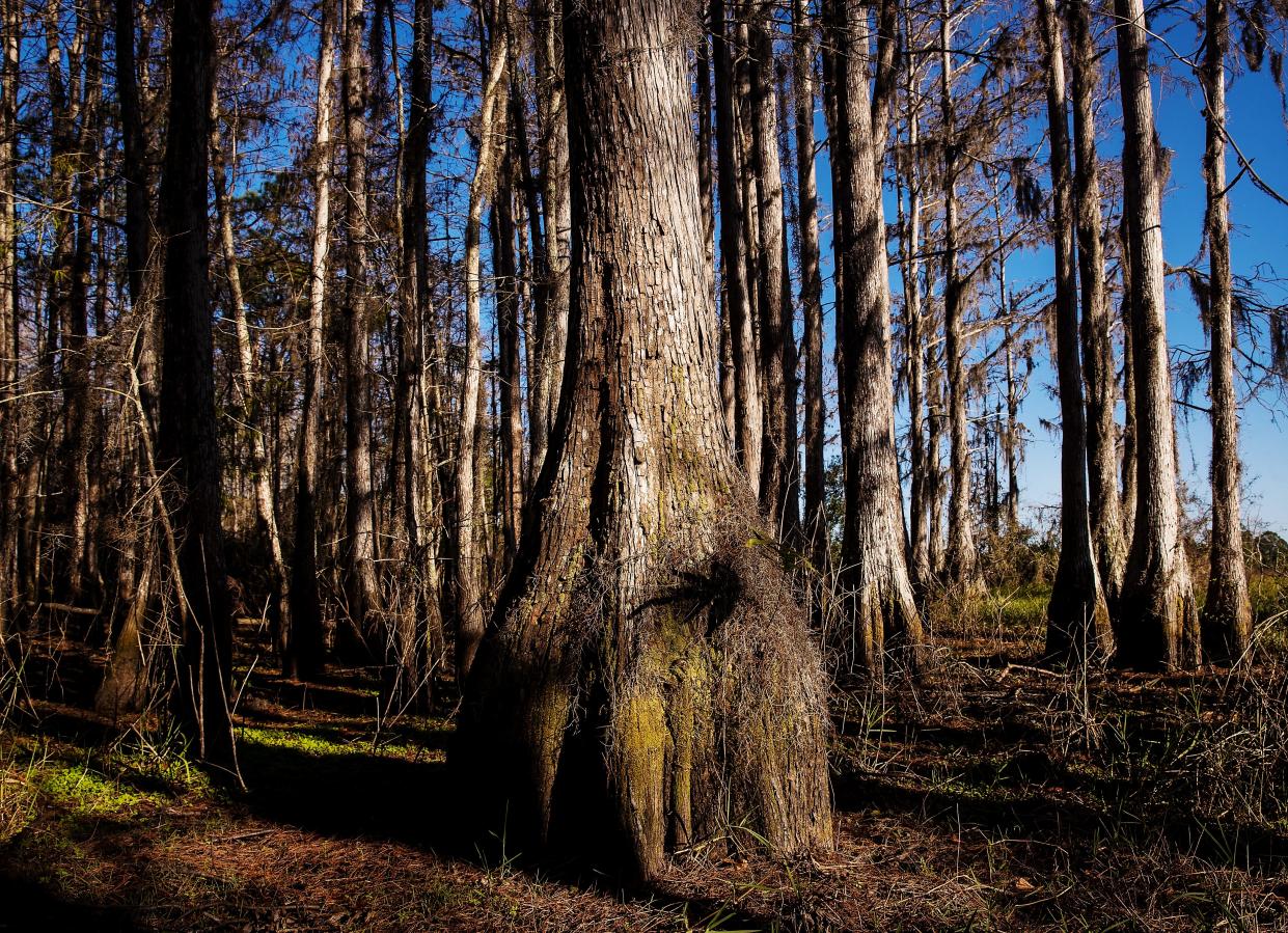 A bald cypress tree forest at Wild Turkey Strand Preserve in Fort Myers.  