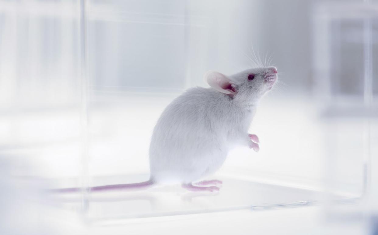 Mouse looking up in laboratory