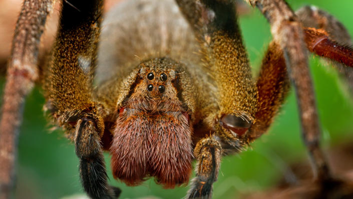 We see a close up of a brown spider with four forward-facing eyes (two on top, two on bottom).