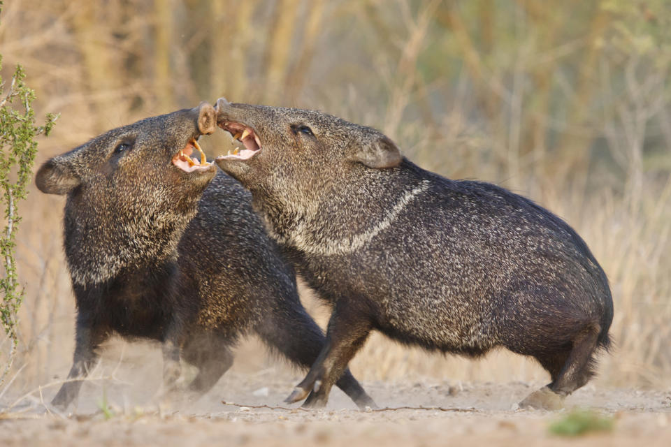 Collared Peccary (Pecari tajacu) or javelina fighting, Texas