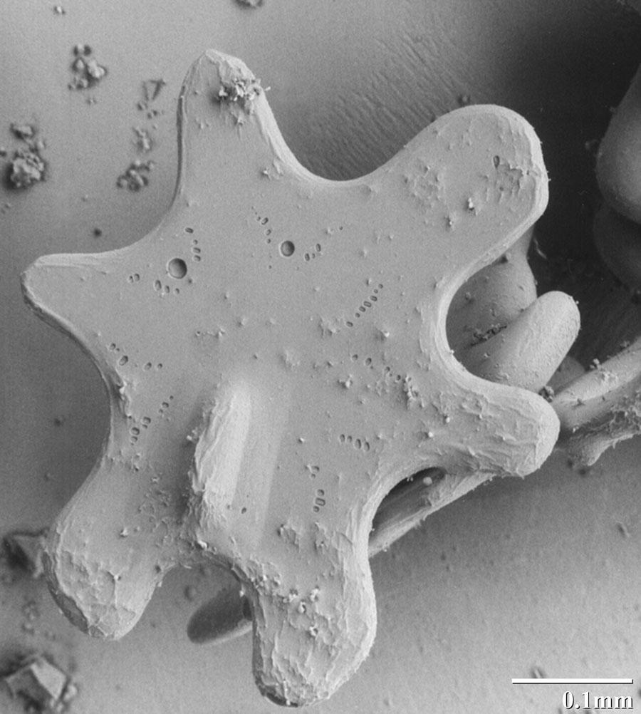 This extremely close-up view of a snowflake after several days in a snowpack shows signs of rounding at the edges. (Photo courtesy of <a href="http://emu.arsusda.gov/snowsite/default.html" rel="nofollow noopener" target="_blank" data-ylk="slk:emu.arsusda.gov;elm:context_link;itc:0;sec:content-canvas" class="link ">emu.arsusda.gov</a>)