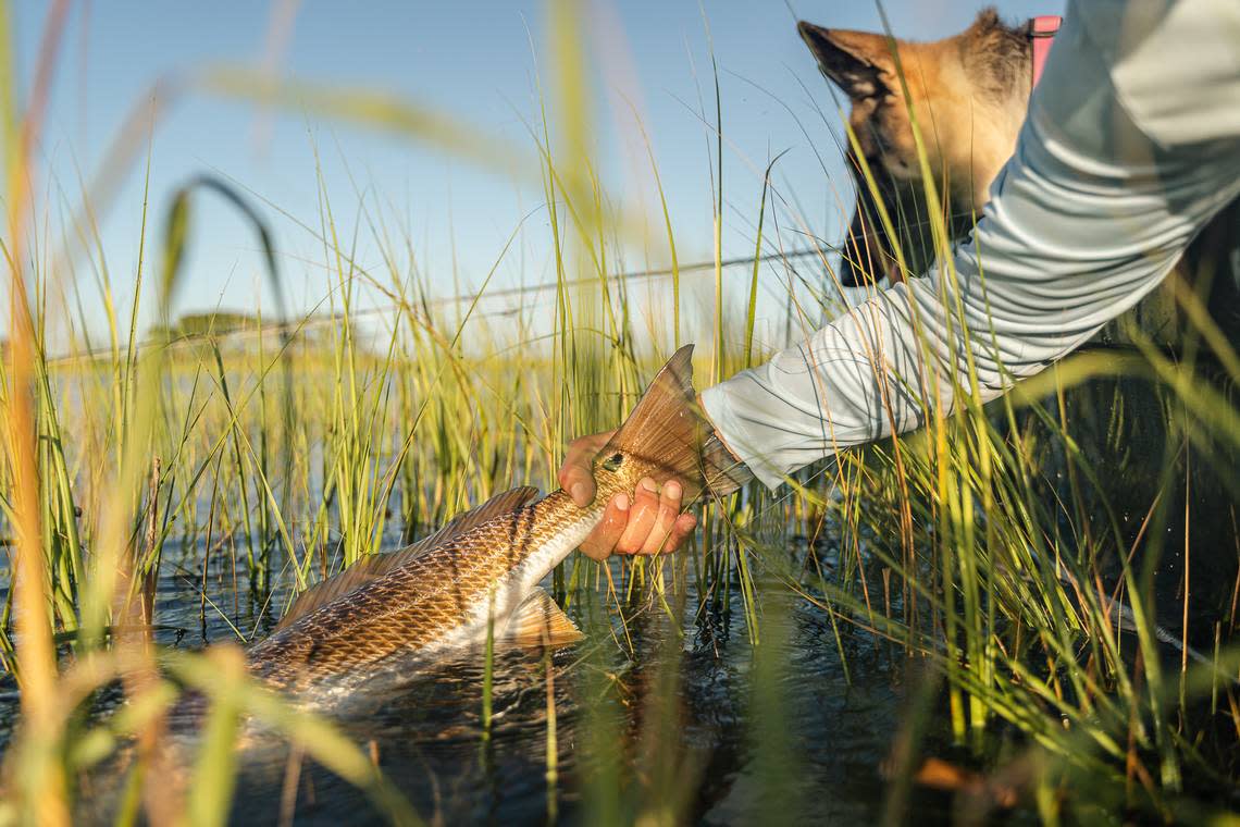 Redfish, which like to feed in the shallow waters, are known for the distinctive black spot on their tails.