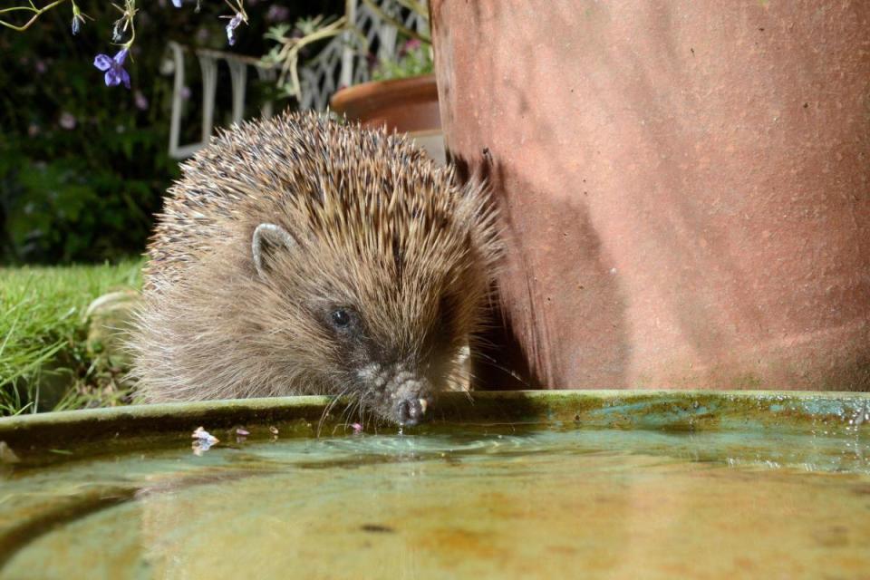 Photo of a hedgehog. See PA Feature GARDENING Hedgehogs. Picture credit should read: Alamy/PA. WARNING: This picture must only be used to accompany PA Feature GARDENING Hedgehogs.
