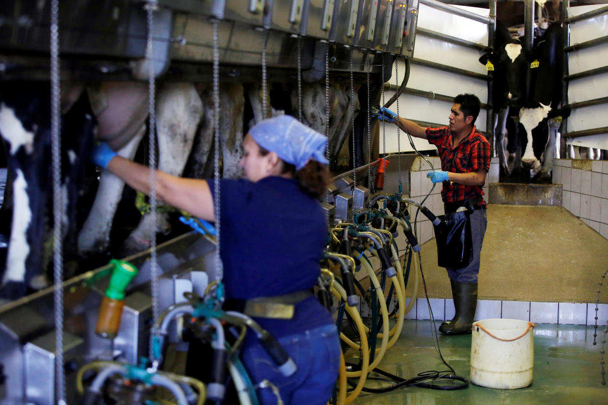 Farm workers in close contact with dairy cows and poultry are the most likely to catch bird flu because it has never spread between people, experts say.