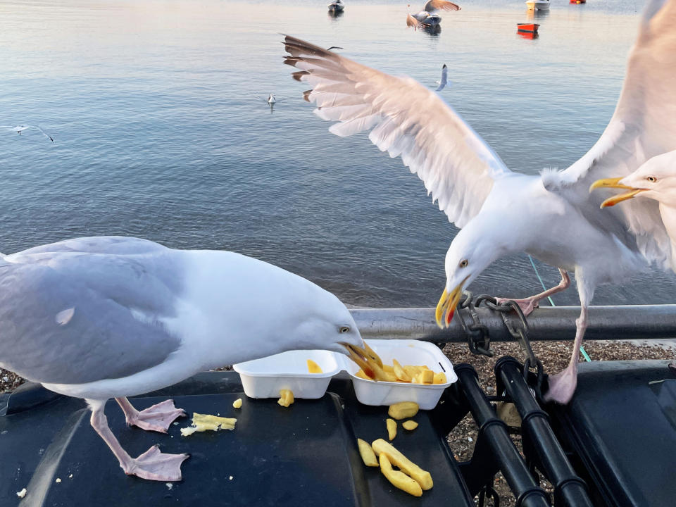 Two seagulls eating from a takeout container by a body of water with ducks in the background