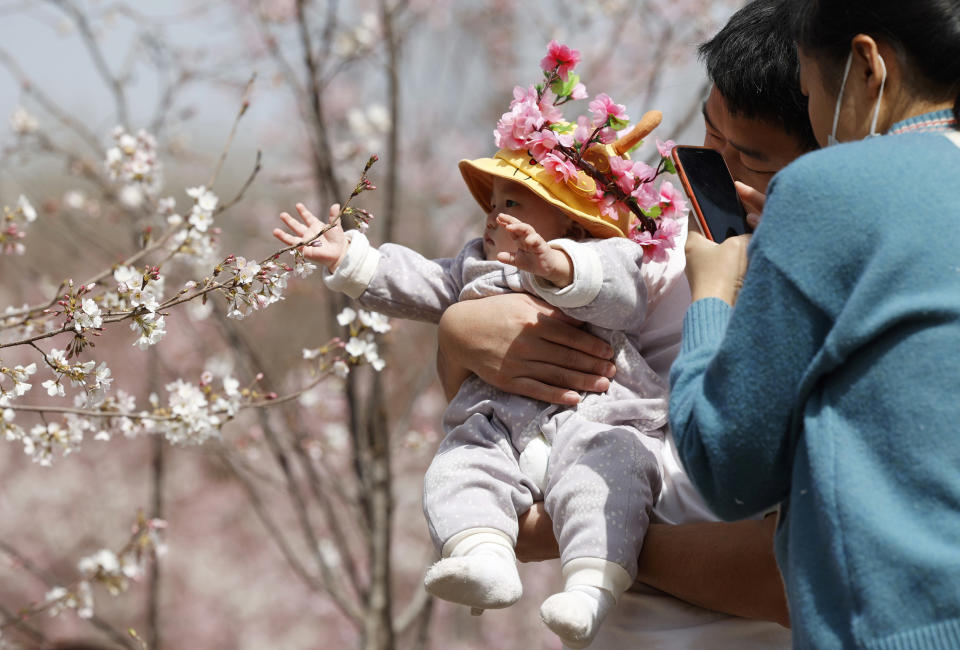 FILE - A man holds a child for photos near a cherry blossom tree in Beijing on March 24, 2021. The number of babies born in China continued to shrink in 2021, official data showed Monday, Jan. 17, 2022, as a declining workforce adds pressure to the ruling Communist Party's ambitions to boost national wealth and global influence. (AP Photo/Ng Han Guan, File)