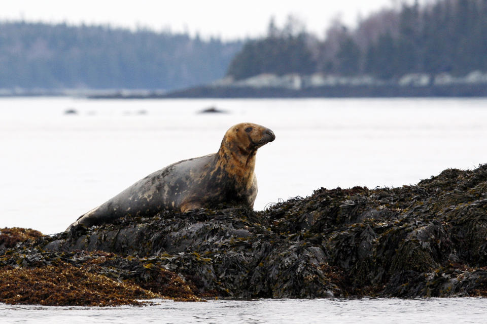 FILE - A gray seal surveys it's surroundings on a ledge off the coast of Camden, Maine, in this April 25, 2011 file photo. Scientists are working to understand how to deal with the dangers to the seal population caused by bird flu. (AP Photo/Robert F. Bukaty, files)